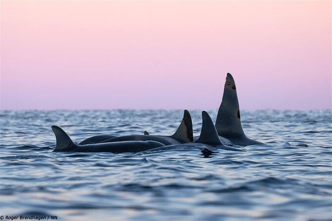 24hr Northern Lights & Whale Watching Cruise - One night, two very different Arctic spectacles