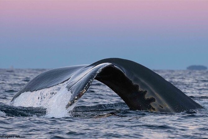 24hr Northern Lights & Whale Watching Cruise - Sleeping aboard with whales outside the porthole