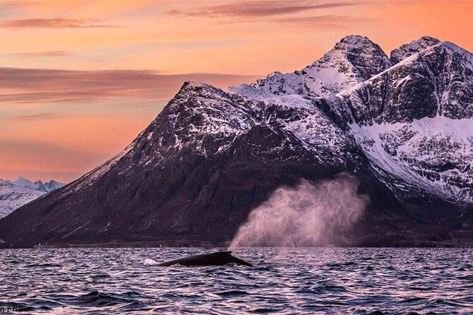 24hr Northern Lights & Whale Watching Cruise - Talks that add meaning to the wildlife