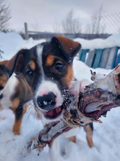 Abisko: Northern Lights Hike with Husky Puppies - The Northern Lights are a bonus, not a promise