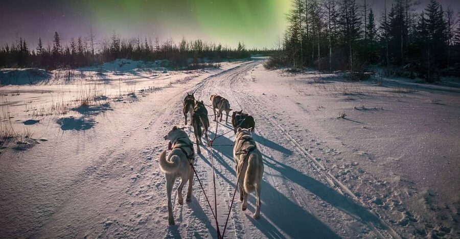 Alta: Dog Sledding Trip under the Northern Lights - Why driving the sled changes the experience