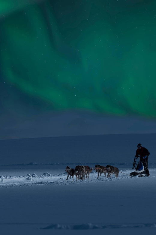 Alta: Dog Sledding Trip under the Northern Lights - Learning to mush with Adam, Linda, Raul, or another guide