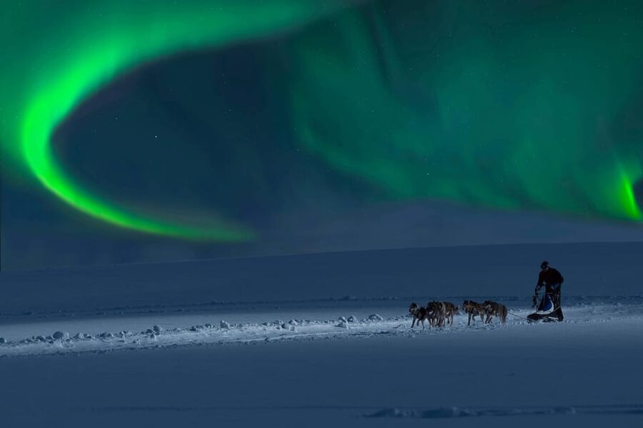 Alta: Dog Sledding Trip under the Northern Lights - Through pine forest and onto Finnmarksvidda