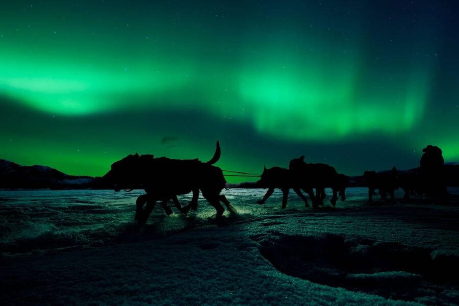 Alta: Dog Sledding Trip under the Northern Lights - Is $391 good value?