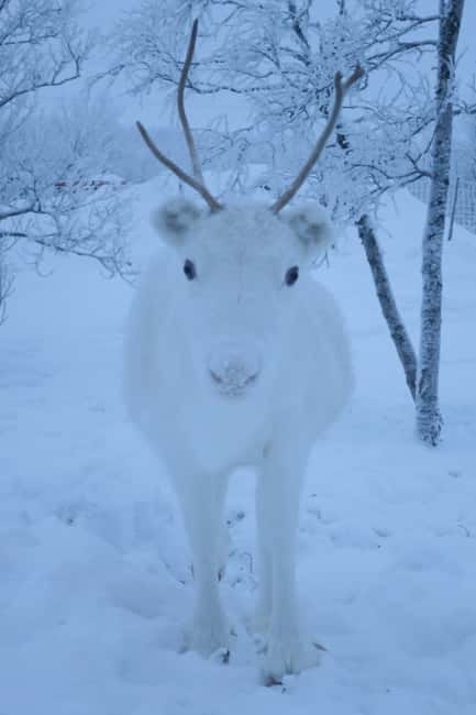 Experience the majestic Auroras Kiruna-Abisko & lodge dinner - How the guide shapes the evening