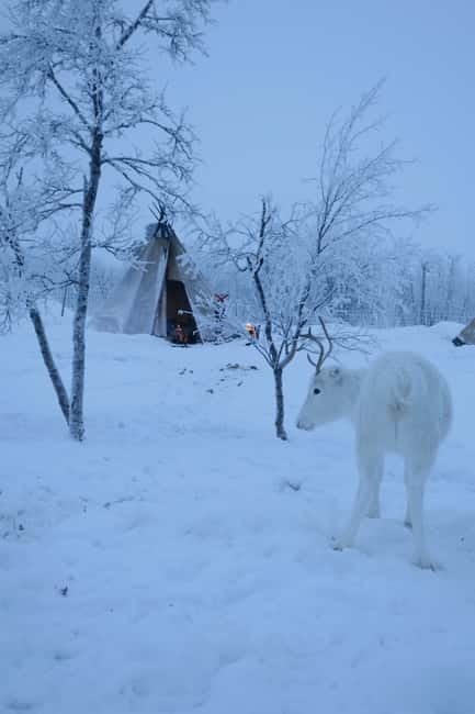 Experience the majestic Auroras Kiruna-Abisko & lodge dinner - What happens if the sky is cloudy