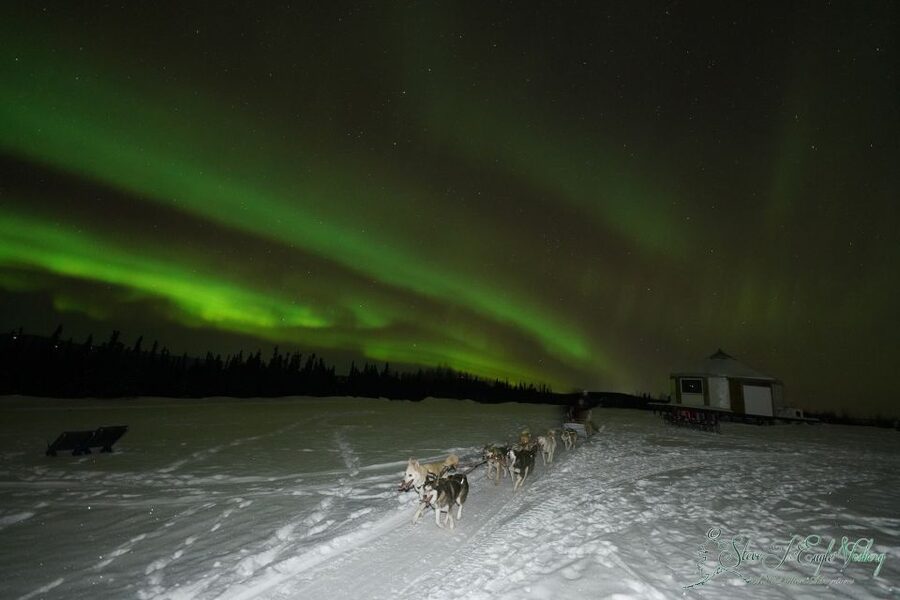 Fairbanks: Moonlight Dog Sled, Dinner & Northern Lights - The short moonlight dog-sled ride