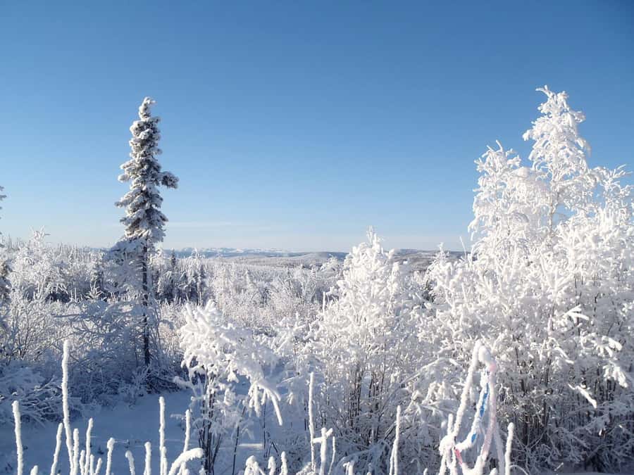 From Fairbanks: Northern Lights and Arctic Circle Tour - Key points to know before you go