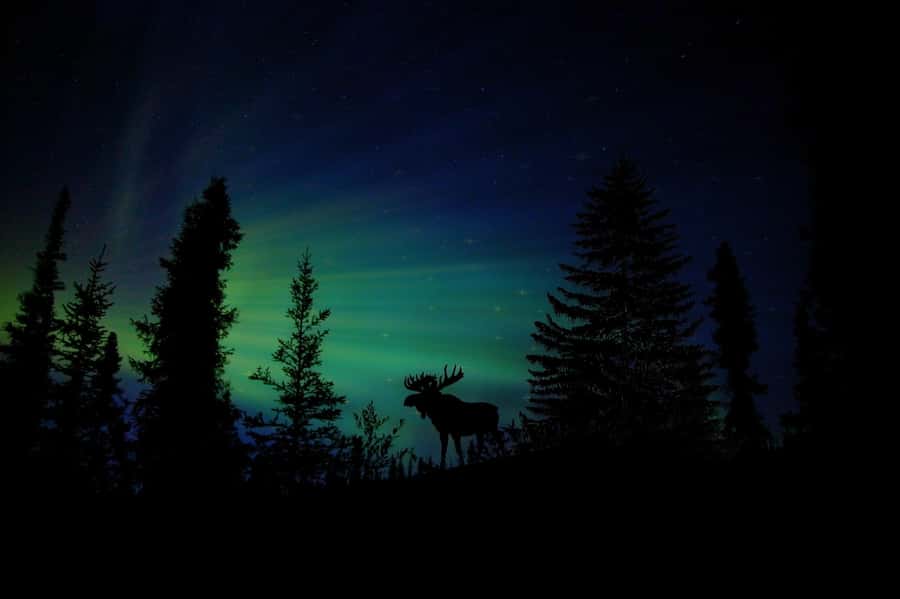 From Fairbanks: Northern Lights and Arctic Circle Tour - Searching for the Northern Lights