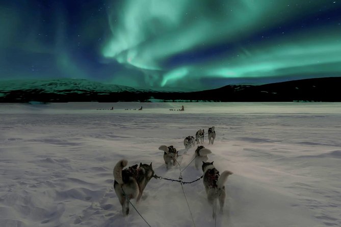 Hunting Northern Lights with Husky - Key points to know before you book