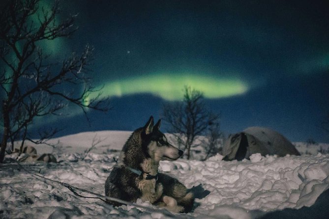 Hunting Northern Lights with Husky - Timing, group size, and the risk of waiting