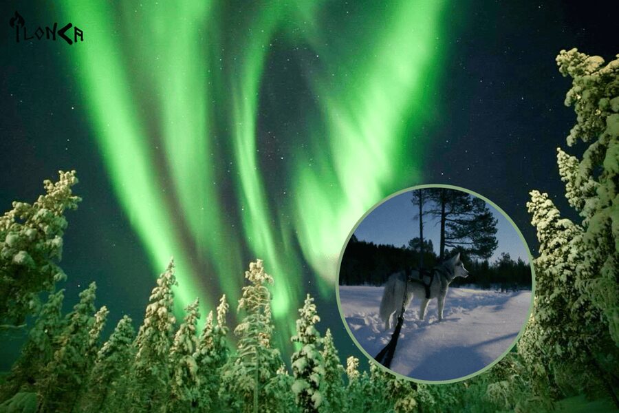 Ivalo: Aurora Hunting with Huskies - When the head torches go out