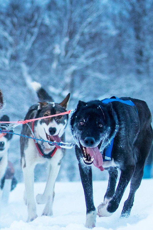Narvik: Dog-sledding with Northern Lights Ceremony - Driving a four to six-dog sled