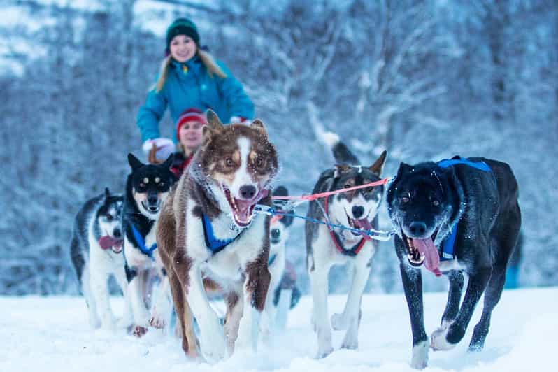 Narvik: Dog-sledding with Northern Lights Ceremony - The practical details that shape the day