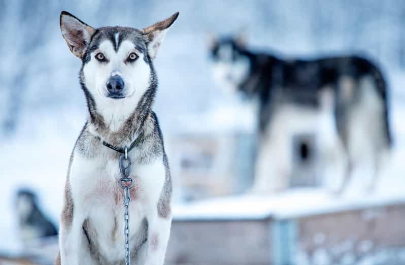 Narvik: Dog-sledding with Northern Lights Ceremony - Is the $309 price fair?
