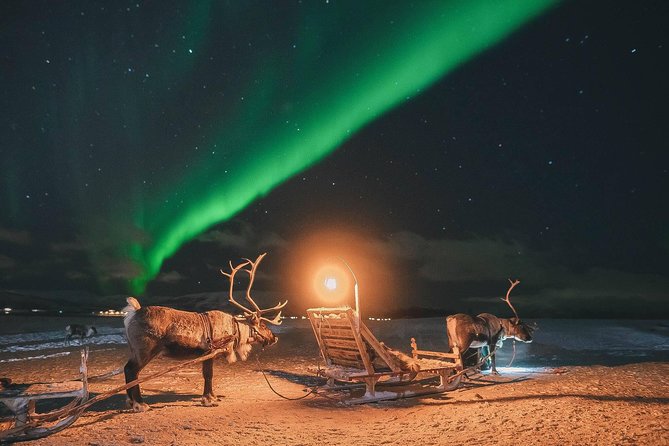 Night Reindeer Sledding with Camp Dinner and Chance of Northern Lights - Feeding a herd of 300 reindeer