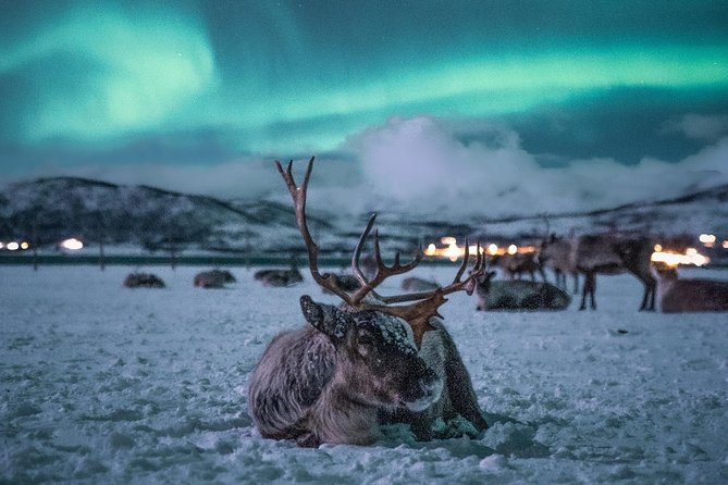 Night Reindeer Sledding with Camp Dinner and Chance of Northern Lights - Who will enjoy this Tromsø evening most