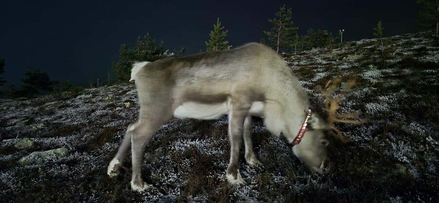 Northern Lights Snowshoe Hike in Levi with Latvian Guide - Should you book the snowshoe hike?