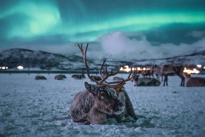 Reindeer Camp Dinner with Chance of Northern Lights in Tromso - Leaving Tromsø at 6 p.m.