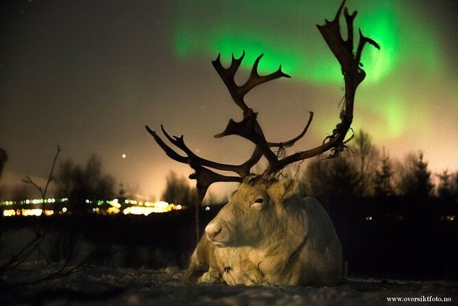 Reindeer feeding & Saami Culture with chance for Northern Lights - Tromsø departure at 6 pm