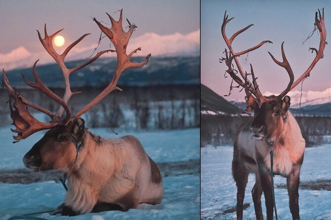 Reindeer feeding & Saami Culture with chance for Northern Lights - Inside the wooden lavvu