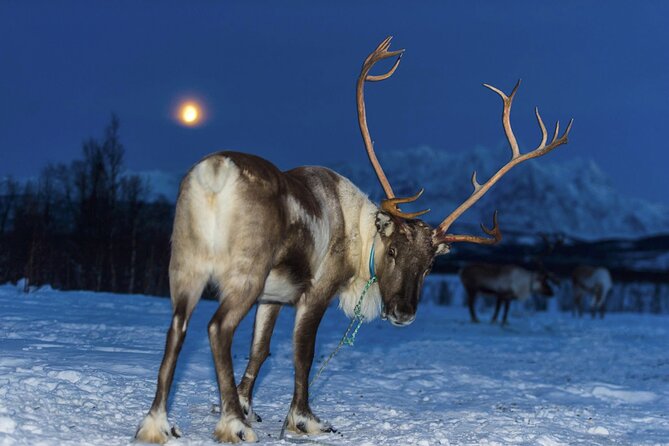 Reindeer feeding & Saami Culture with chance for Northern Lights - The Northern Lights factor