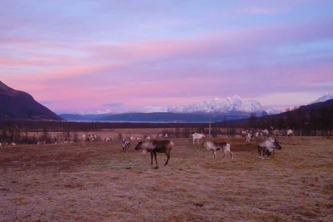 Reindeer feeding & Saami Culture with chance for Northern Lights - Who should book this evening?