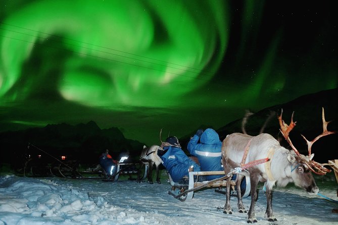 Reindeer Sledding and Feeding with Chance of Northern Lights Tromso - Leaving Tromsø after dark