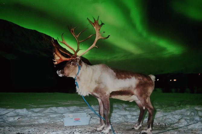Reindeer Sledding and Feeding with Chance of Northern Lights Tromso - Inside the lavvu with Sami food