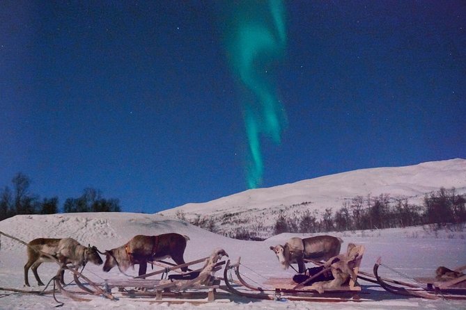 Reindeer Sledding and Feeding with Chance of Northern Lights Tromso - Group size, comfort, and practical drawbacks