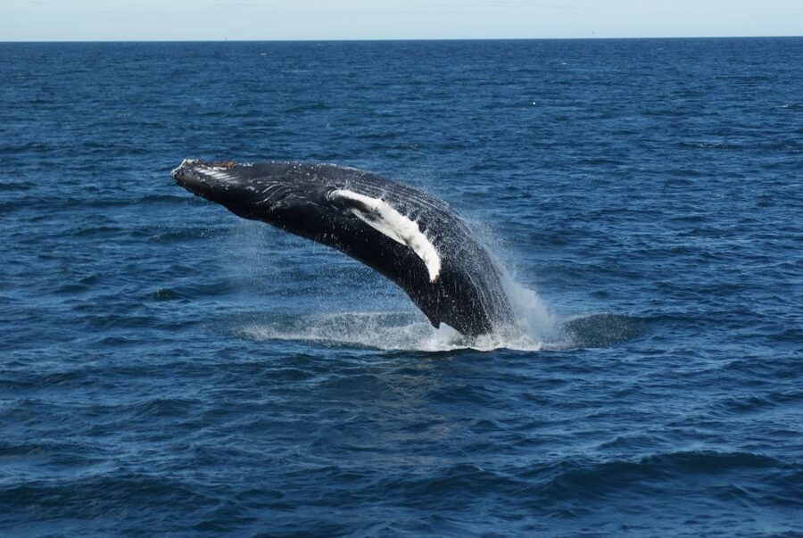 Reykjavik: Whale Watching & Northern Lights Combo Cruise - Key points at a glance