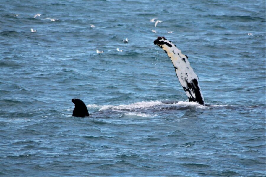 Reykjavik: Whale Watching & Northern Lights Combo Cruise - Who should book this Reykjavik combo?
