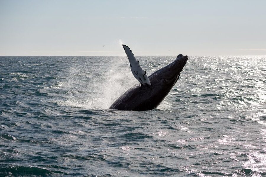 Reykjavik: Whale Watching & Northern Lights Combo Cruise - What you see beyond the whales