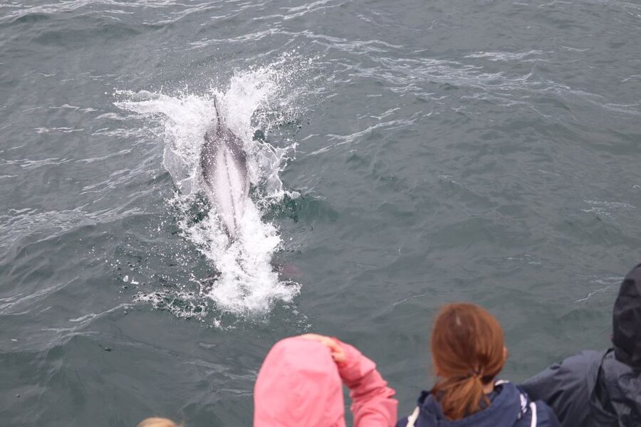 Reykjavik: Whale Watching & Northern Lights Combo Cruise - Chasing the northern lights from the bay