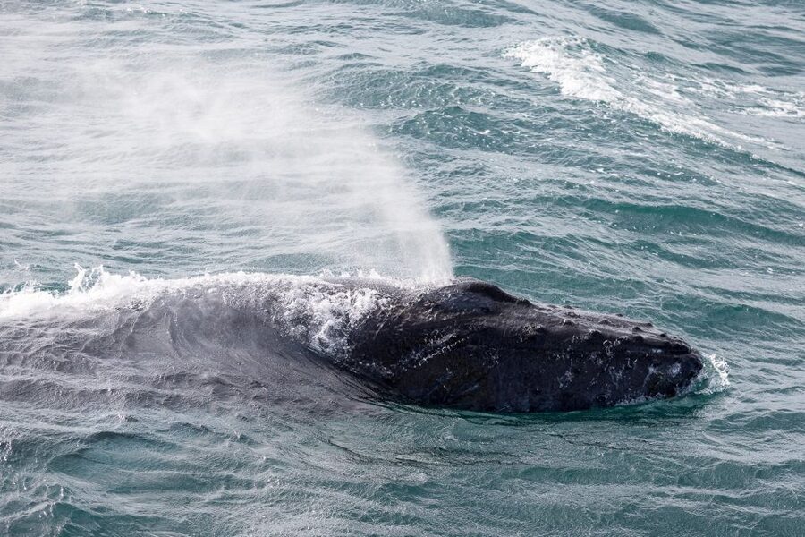 Reykjavik: Whale Watching & Northern Lights Combo Cruise - Comfort, seasickness, and access