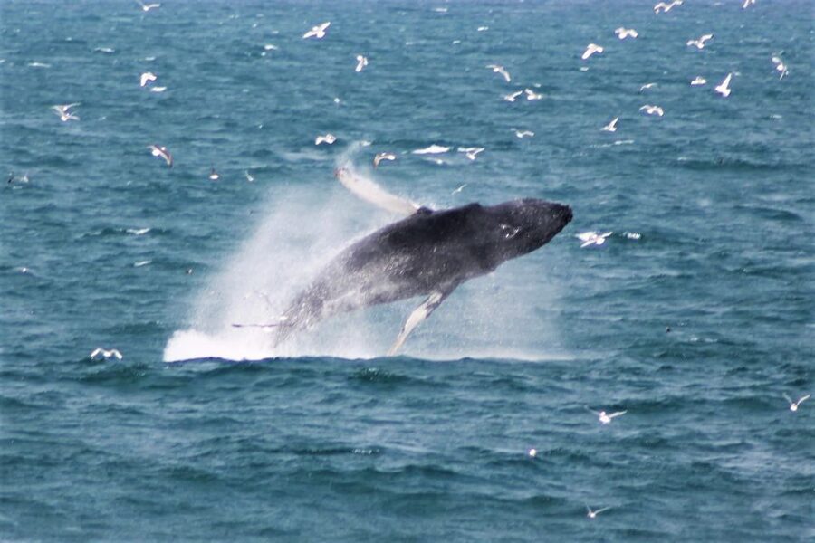 Reykjavik: Whale Watching & Northern Lights Combo Cruise - Is $205 a fair price?