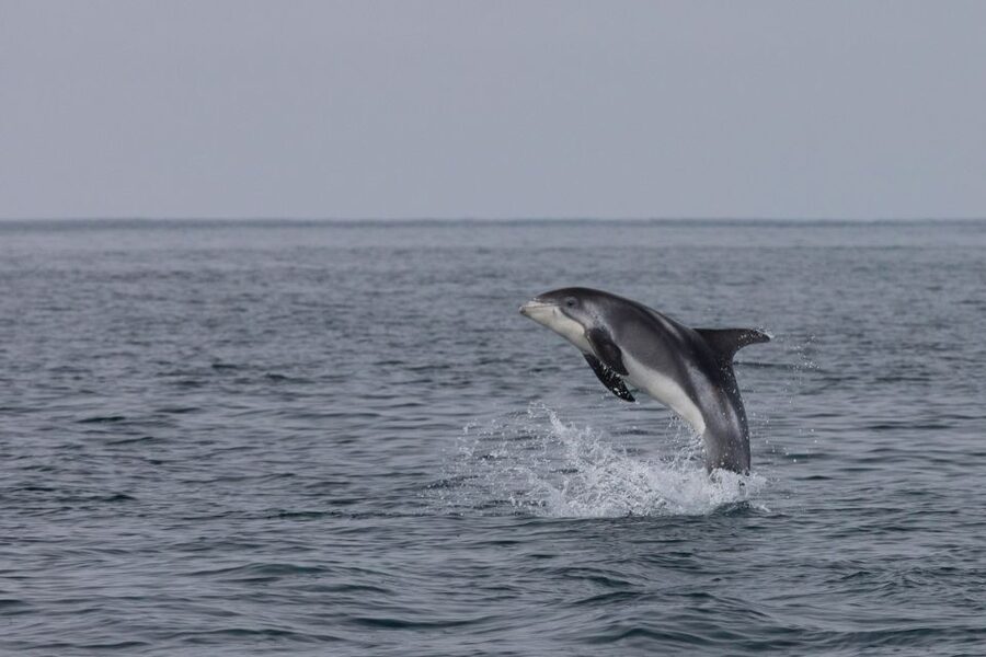 Reykjavik: Whales and Northern Lights Boat Tour - Why pair whales with the northern lights?