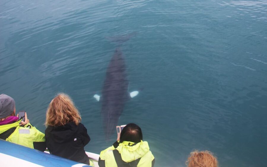 Reykjavik: Whales and Northern Lights Boat Tour - Starting at Reykjavik’s Old Harbour