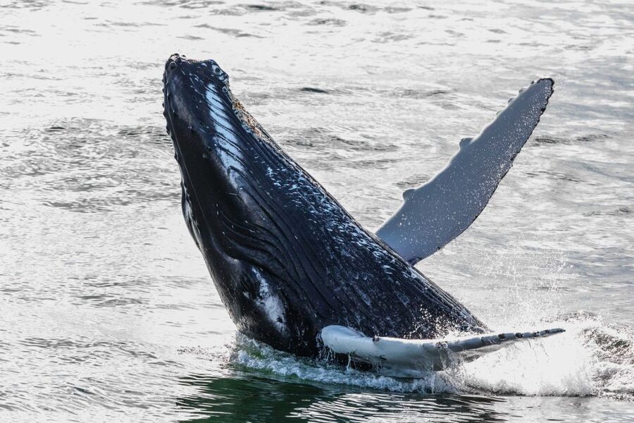 Reykjavik: Whales and Northern Lights Boat Tour - What the wildlife sightings can really be like