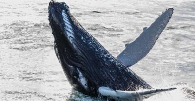 Whales and Northern Lights Boat Tour