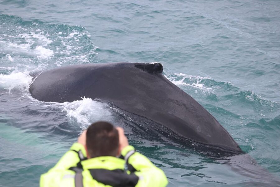 Reykjavik: Whales and Northern Lights Boat Tour - Who will get the most from this tour?