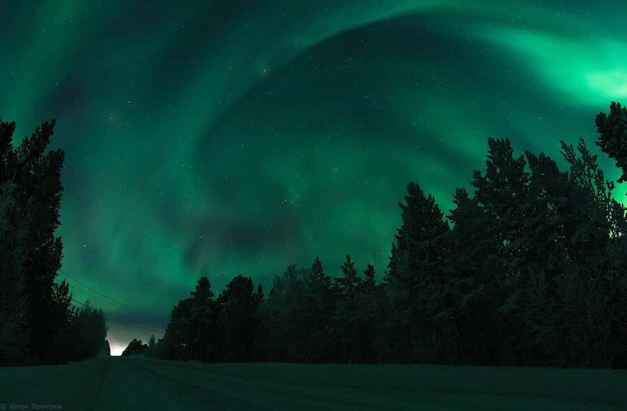 Rovaniemi: All-Inclusive Ranua Zoo Excursion & Aurora Dinner - Ranua Zoo makes the daytime outing worthwhile