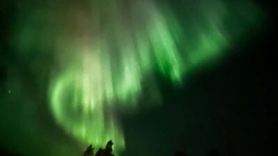 All-Inclusive Ranua Zoo Excursion & Aurora Dinner