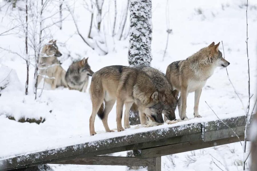 Rovaniemi: All-Inclusive Ranua Zoo Excursion & Aurora Dinner - What the included price covers