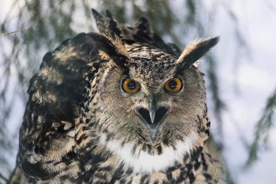 Rovaniemi: All-Inclusive Ranua Zoo Excursion & Aurora Dinner - Clothing and timing matter more than usual