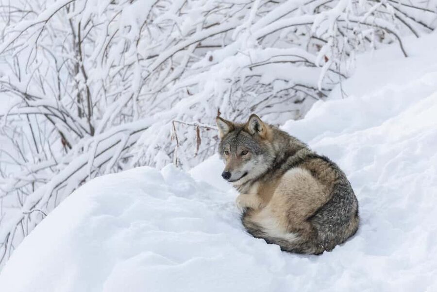 Rovaniemi: All-Inclusive Ranua Zoo Excursion & Aurora Dinner - Who will enjoy this 12-hour Lapland plan