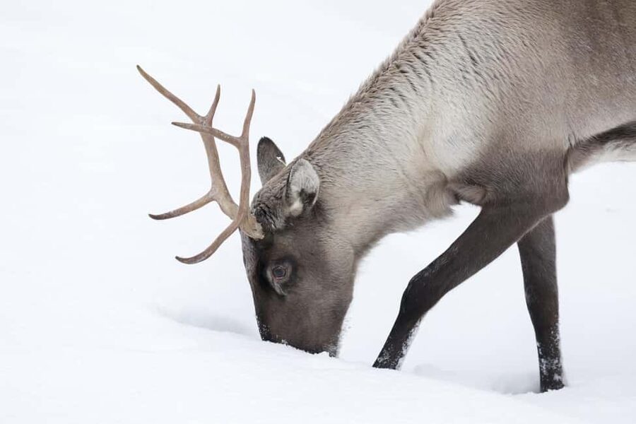 Rovaniemi: All-Inclusive Ranua Zoo Excursion & Aurora Dinner - Should you book this Ranua and aurora tour?