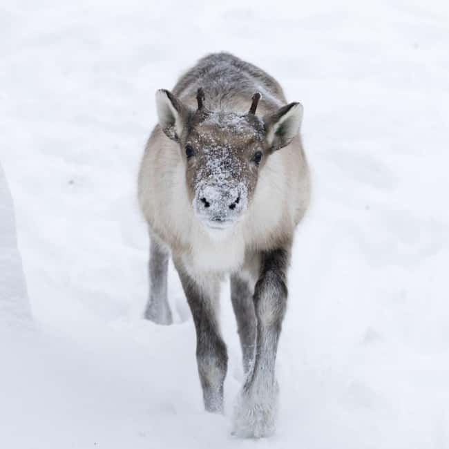 Rovaniemi: All-Inclusive Ranua Zoo Excursion & Aurora Dinner - FAQ