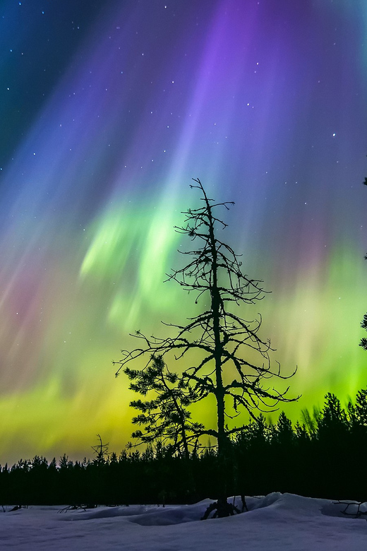 Rovaniemi: Ice Floating in Forest Lake with Aurora Borealis - Is $115 a fair price?