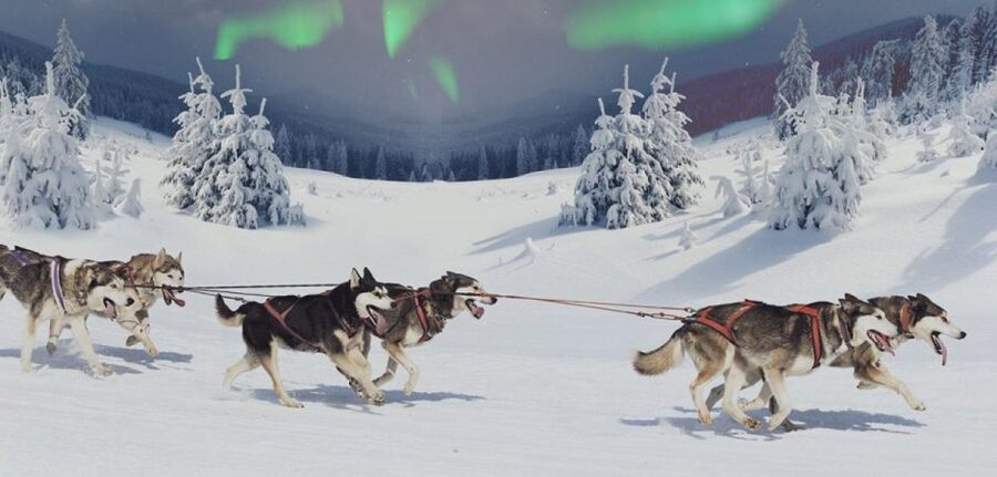 Rovaniemi: Northern Lights and Husky Sleigh Ride - What the evening is really like